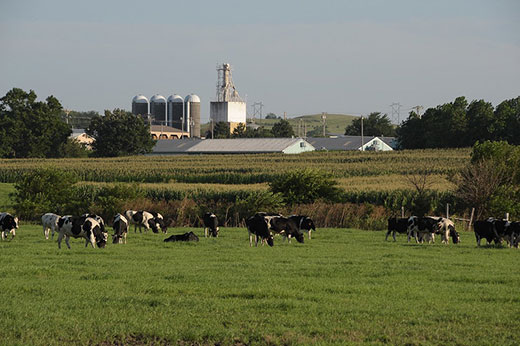 Kansas Farm Scene, cattle grazing in foreground with buildings in background