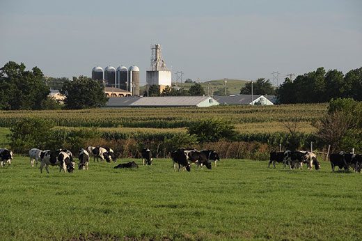 Kansas farm scene with cows in the foreground