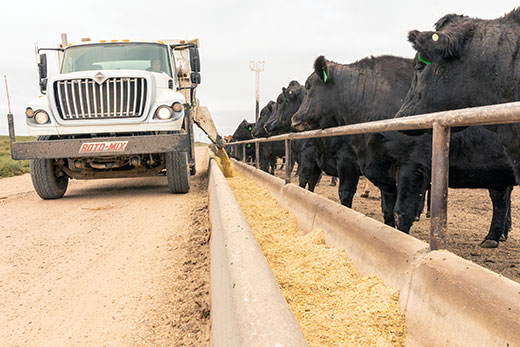 farm truck pouring corn into cattle feedbunk