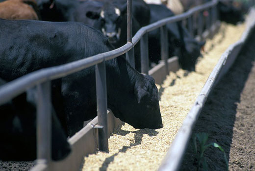 Black angus eating from feed bunk