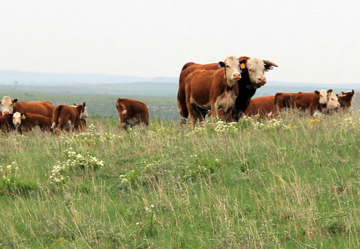 Hereford bull with cows out on grass