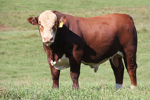 Hereford bull