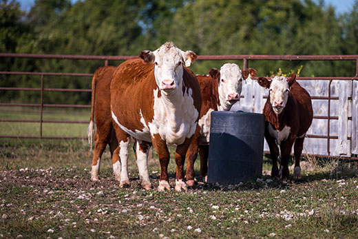 Hereford cows in pen near waterer