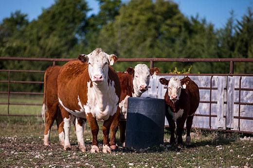Three brown Hereford cows standing at water tank