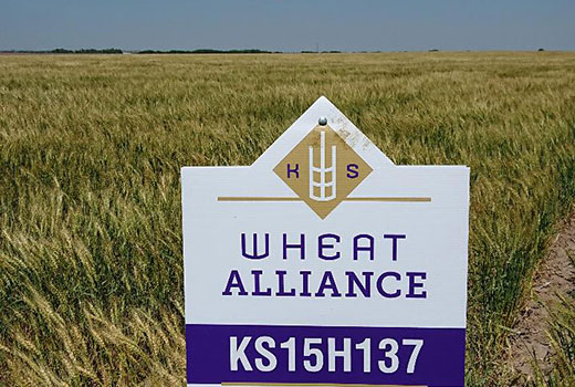 Wheat field with Kansas Wheat Alliance sign in front Wheat field with Kansas Wheat Alliance sign in front