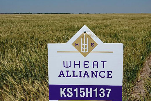 Wheat field with Kansas Wheat Alliance sign in front