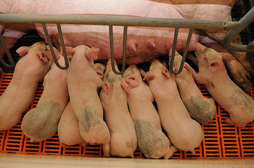 Sow feeding piglets