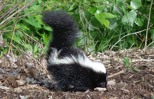 Skunk foraging near bushes