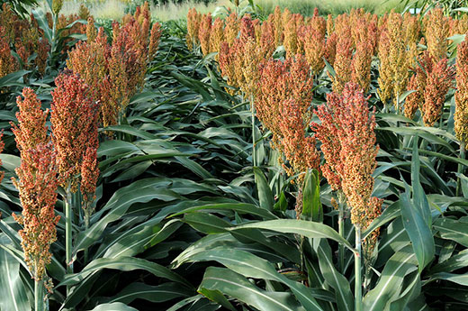 Rows of sorghum with bronze heads
