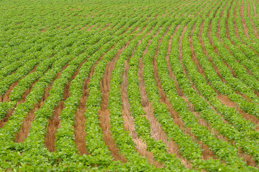 Soybean field, in rows