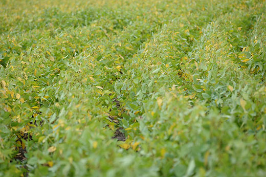 Kansas soybean field