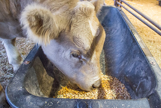 Steer eating out of feed bucket