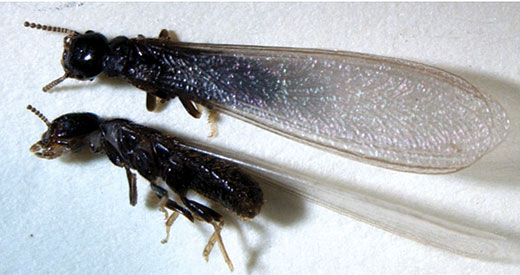 closeup and side view of termite closeup and side view of termite