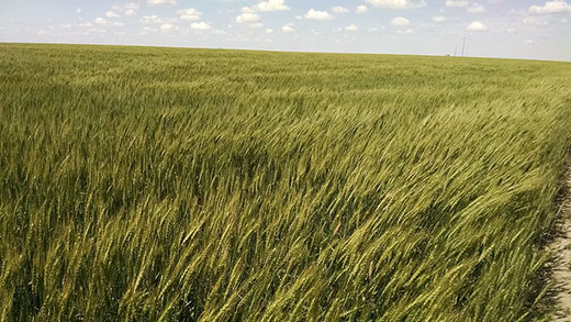 Kansas wheat field, waving wheat