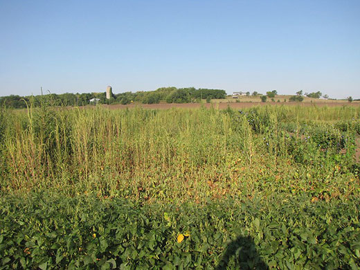 farm field with overgrown weeds