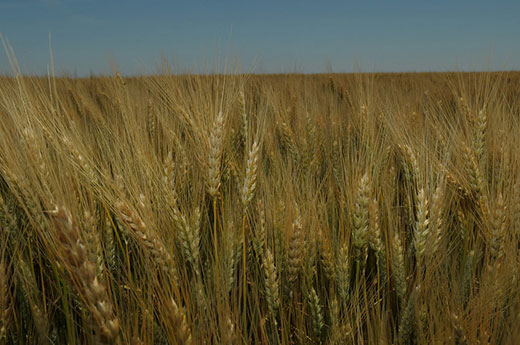 Amber wheat, waving in field