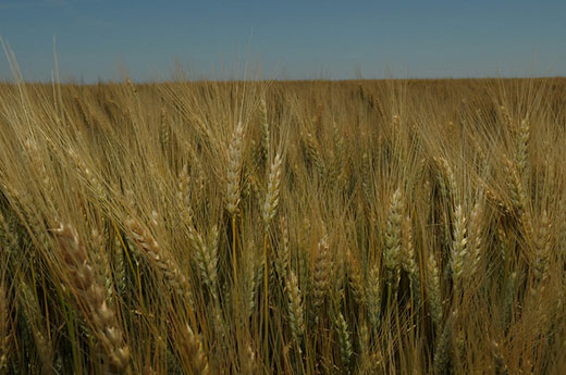 amber wheat field, closeup of wheat head