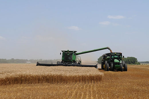 Wheat harvester and tractor cutting row of wheat