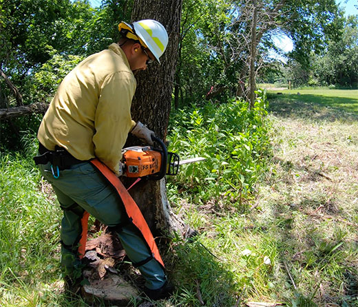Man wearing hard hat and chaps using a chainsaw to cut tree