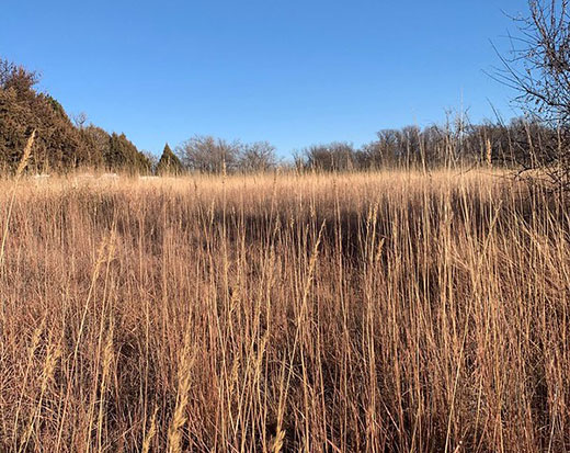 tall grass and blue kansas sky tall grass and blue kansas sky