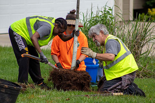 Three people placing a tree into a hole Three people placing a tree into a hole