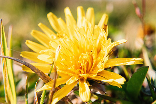 Bright yellow dandelion Bright yellow dandelion