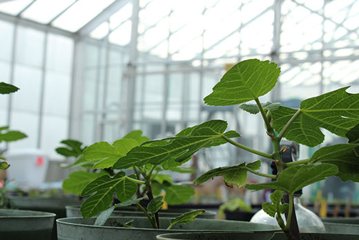 Close-up of plant inside K-State greenhouse
