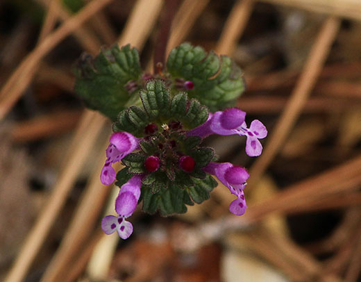 close up photo of henbit plant