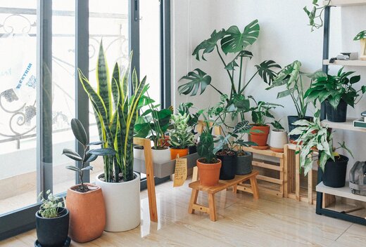 Several houseplants inside a home Several houseplants inside a home