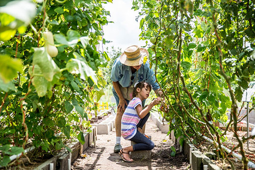 Elderly woman and child looking at tomato vines