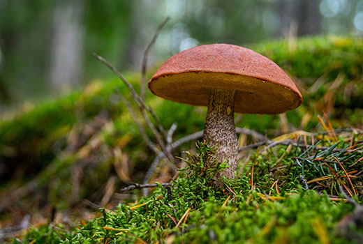 brown mushroom in an outdoor landscape