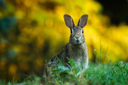 rabbit with ears up in a home garden