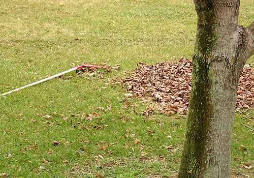 Pile of raked leaves