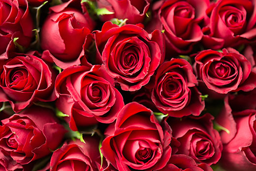 Bundle of red roses