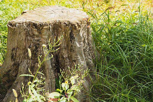 aged tree stump with flat top aged tree stump with flat top