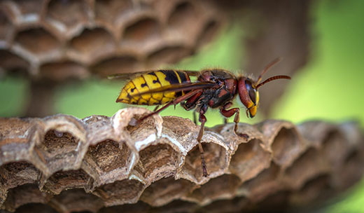 Yellow jacket wasp on hive