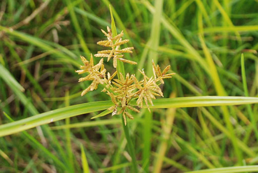 yellow nutsedge weed growing in grass