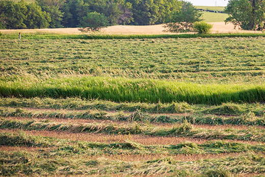 empty brome hay field