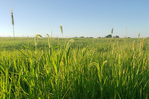 Farm field overgrown with weeds Farm field overgrown with weeds