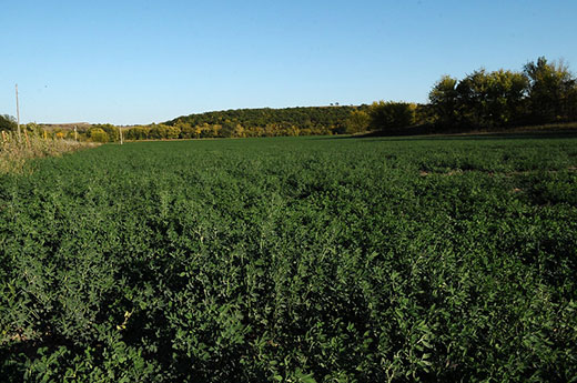 green alfalfa field
