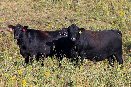 black angus bull and cow in field