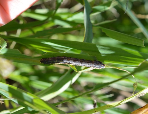 armyworm crawling on green leaf armyworm crawling on green leaf