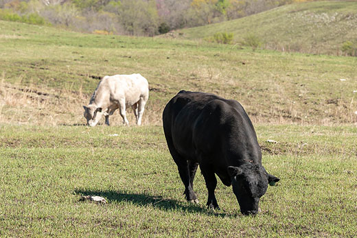 One black bull and one white bull grazing on grass