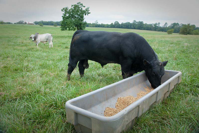Get on the Bull Developing Attitudes and Behaviors for Successful Leadershi Bull Development Program - Sunflower Genetics