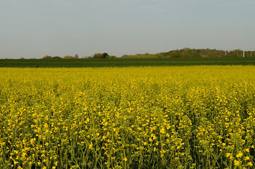 Canola field with yellow flowers Canola field with yellow flowers