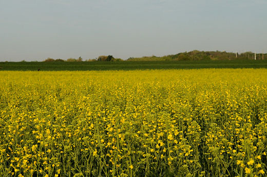 Canola field, yellow flowers
