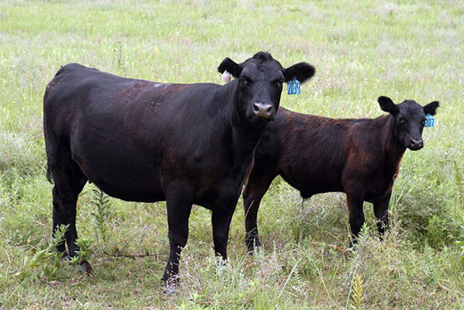 Black cow and heifer standing in pasture Black cow and heifer standing in pasture