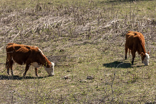 Two hereford cows grazing on thin pasture Two hereford cows grazing on thin pasture