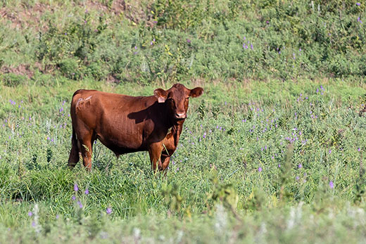 Single cow on green pasture land