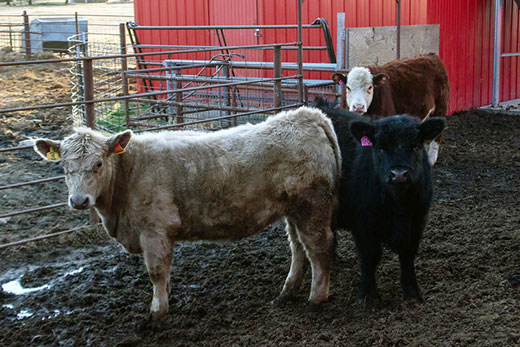 penned cattle standing in mud